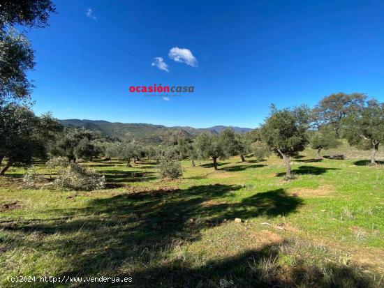 MAGNIFICA FINCA CON VIVIENDA A LA VENTA - CORDOBA