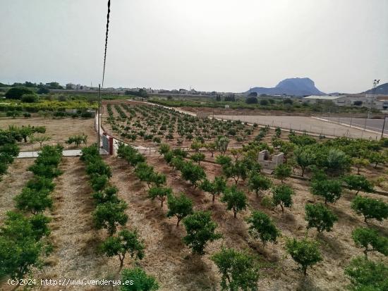 Gran finca rústica en Beniarbeig - ALICANTE