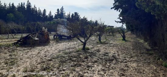  Parcela rustica de arboles y siembra - CADIZ 