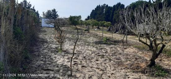 Parcela rustica de arboles y siembra - CADIZ