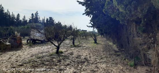 Parcela rustica de arboles y siembra - CADIZ