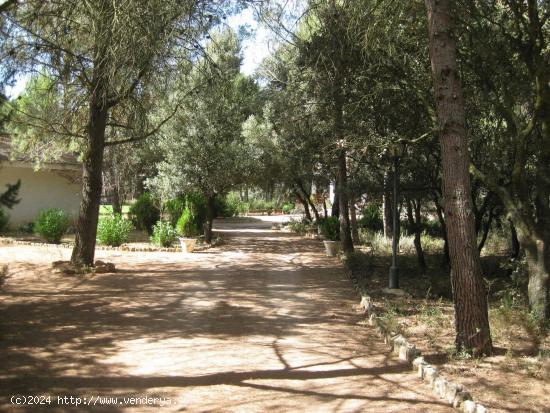 OPORTUNIDAD PARCELA EN LA LOS PINARES DEL JUCAR - ALBACETE