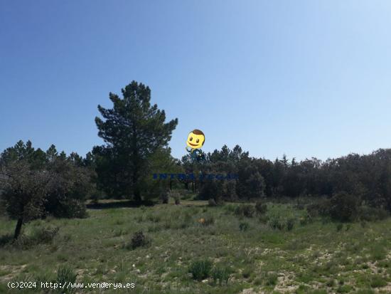 PARCELAS URBANAS EN 4 CALZADAS. - SALAMANCA