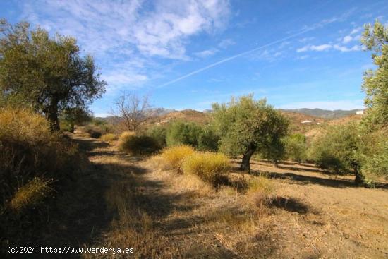  PARCELA RUSTICA DE OLIVOS CON POSIBLIDAD DE CONTRUIR CASA DE APERO 65M - MALAGA 