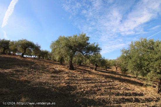 PARCELA RUSTICA DE OLIVOS CON POSIBLIDAD DE CONTRUIR CASA DE APERO 65M - MALAGA