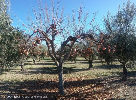  OLIVAR EN LA ZUBIA DE 3.597 M2 - GRANADA 