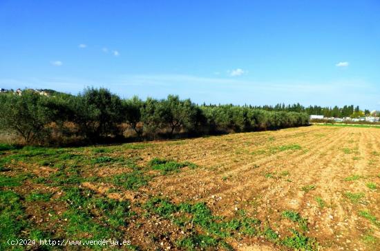 Finca rústica en Camí Vell de Cubelles con casa a rehabilitar - BARCELONA