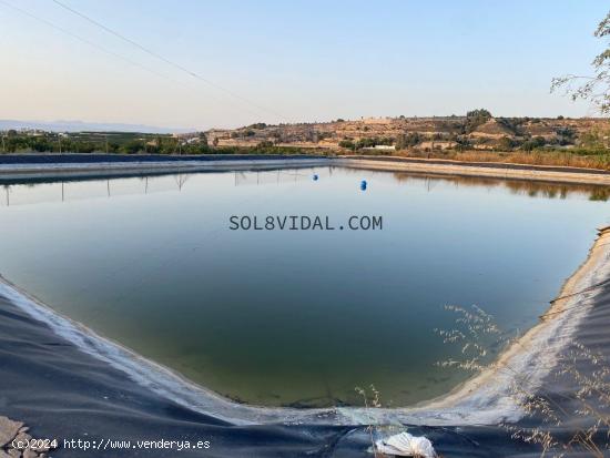 Finca en Jacarilla de 38 tahúllas en producción con balsa, almacén, riego por goteo y junto a la 