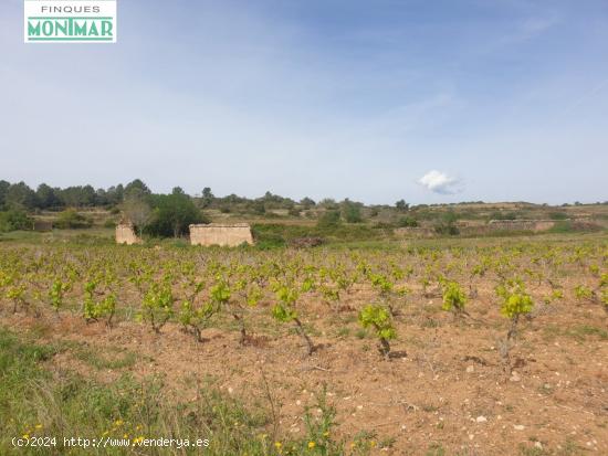  En Venta Finca Rústica en Vilabella de 20 Ha. de viñedos emparrados. - TARRAGONA 