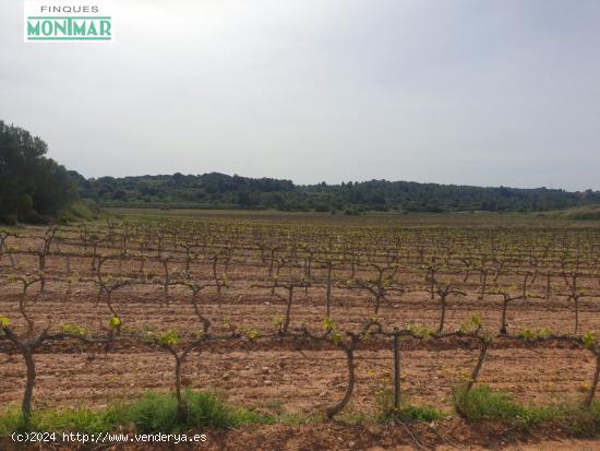 En Venta Finca Rústica en Vilabella de 20 Ha. de viñedos emparrados. - TARRAGONA