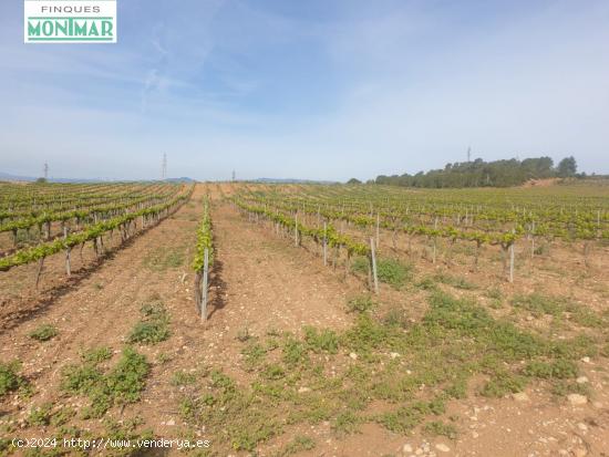  En venta Fincas Rústica en Renau plantada de viñedos - TARRAGONA 