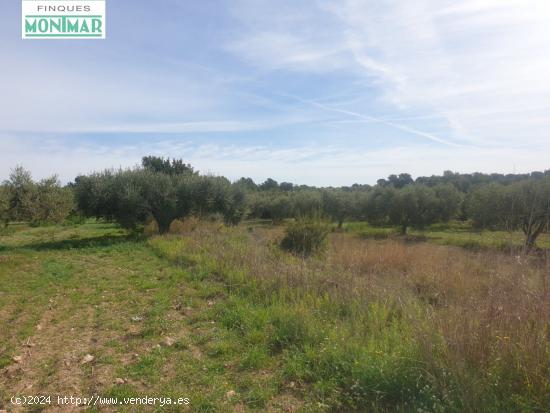 En venta Finca Rústica en Secuita de 5,29 Ha. - TARRAGONA