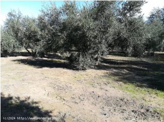  VENTA DE FINCA DE OLIVOS EN HUETOR TAJAR CON 4.500M2 DE SUPERFICIE Y PLANTACIÓN DE 100 OLIVOS!! - G 