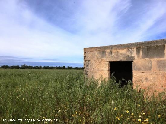  Finca Rústica en Campos - BALEARES 