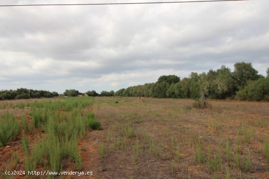 Terreno rural entre Felanitx y Porreres - BALEARES