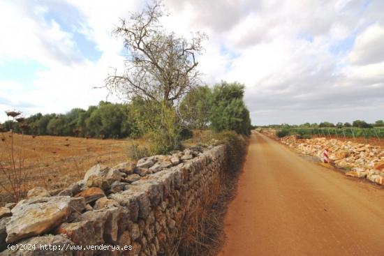 Atractiva parcela entre Felanitx y Porreres - BALEARES