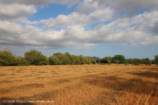 Atractiva parcela entre Felanitx y Porreres - BALEARES