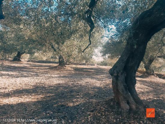 FINCA RUSTICA EN VENTA EN LA RAPITA (TARRAGONA) - TARRAGONA