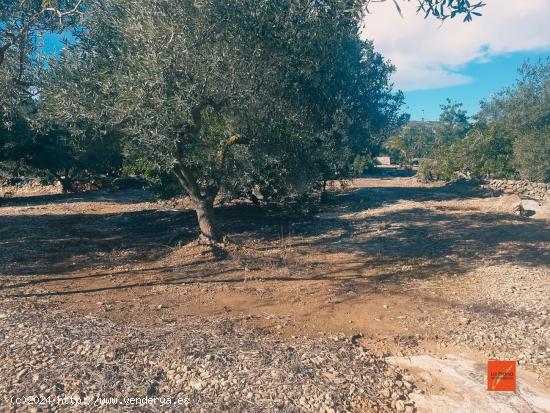 FINCA RUSTICA EN VENTA EN LA RAPITA (TARRAGONA) - TARRAGONA