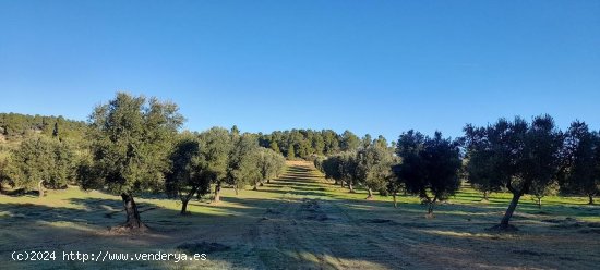  Suelo rústico en venta  en Arens de Lledo - Teruel 