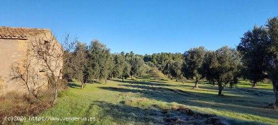 Suelo rústico en venta  en Arens de Lledo - Teruel