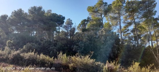  Suelo rústico en venta  en Arens de Lledo - Teruel 