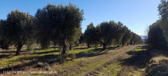 Suelo rústico en venta  en Arens de Lledo - Teruel