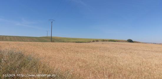 Urbis te ofrece un Terreno Agrario No Urbano en Salamanca, Zona PEÑISCAS, Salamanca - SALAMANCA