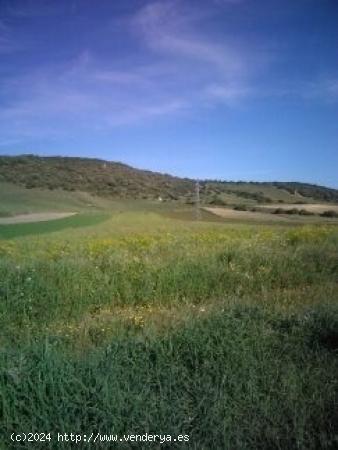 PARCELA JUNTO AL POLIGONO INDUSTRIAL CAÑADA ANCHA - CADIZ