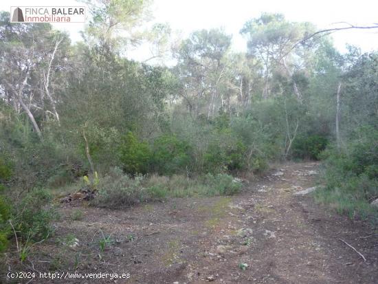 4944 m2 CON BUEN ACCESO EN ALGAIDA. no es edificable !ideal cazadores! - BALEARES