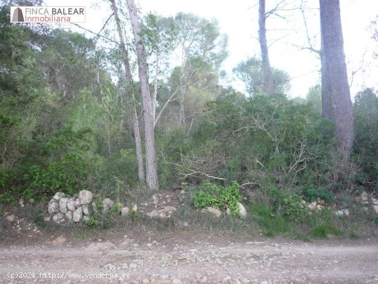 4944 m2 CON BUEN ACCESO EN ALGAIDA. no es edificable !ideal cazadores! - BALEARES