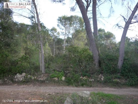 4944 m2 CON BUEN ACCESO EN ALGAIDA. no es edificable !ideal cazadores! - BALEARES