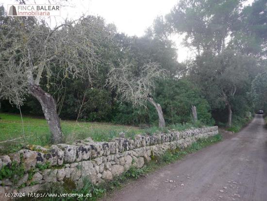 4944 m2 CON BUEN ACCESO EN ALGAIDA. no es edificable !ideal cazadores! - BALEARES