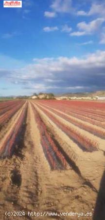 SE VENDE FINCA RUSTICA EN VILLENA - ALICANTE