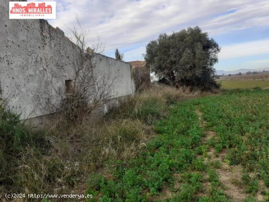 Se vende Finca Rustica con casa - ALICANTE