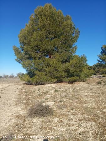 CARIHUELA SOL ALQUILA TERRENO RUSTICO EN OCAÑA - TOLEDO