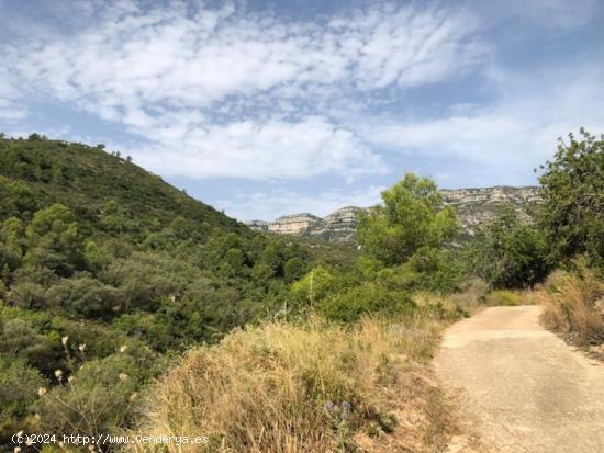 Finca Rustica Ideal para cazadores - TARRAGONA