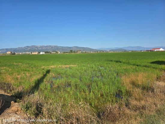 FINCA DE ARROZ EN L'ENCANYISSADA - TARRAGONA