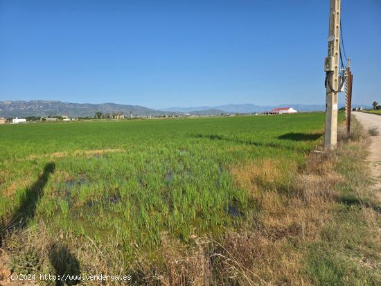 FINCA DE ARROZ EN L'ENCANYISSADA - TARRAGONA