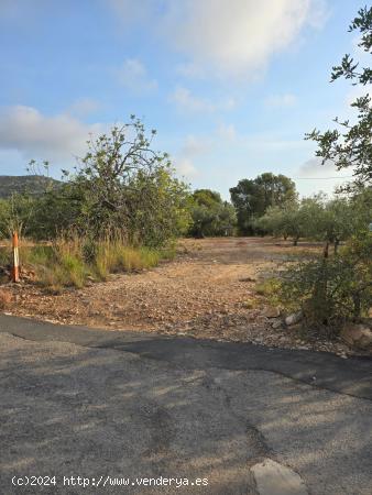 FINCA DE 3 HECTAREAS CON ALMACEN DE 24 M2, LUZ Y AGUA - TARRAGONA