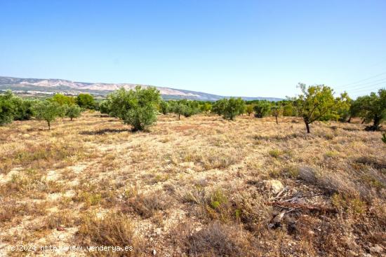 Parcela Rústica de 10.080m2 para construir tu chalet en Biar (Alicante) - ALICANTE