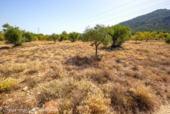 Parcela Rústica de 10.080m2 para construir tu chalet en Biar (Alicante) - ALICANTE