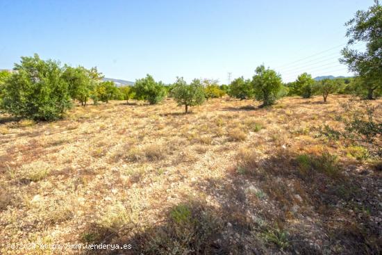 Parcela Rústica de 10.080m2 para construir tu chalet en Biar (Alicante) - ALICANTE