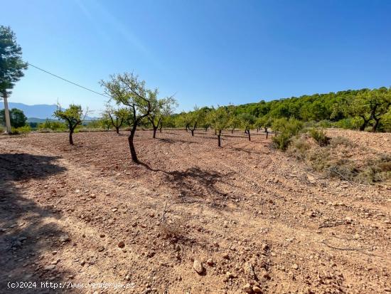 FINCA RUSTICA EN EL CORAZON DE LA MONTAÑA  DE CASTALLA - ALICANTE