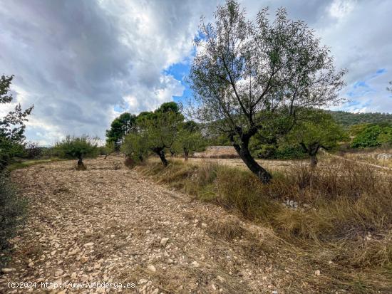 FINCA RUSTICA EN EL CORAZON DE LA MONTAÑA DE IBI - ALICANTE