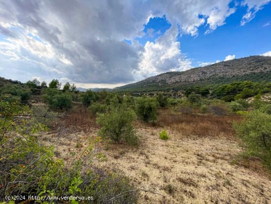 FINCA RUSTICA EN EL CORAZON DE LA MONTAÑA DE IBI - ALICANTE