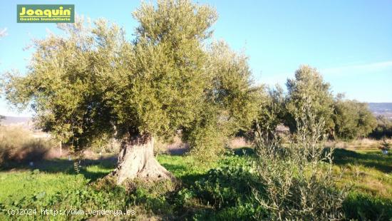  TERRENOS RUSTICOS EN BARRIADA DEL ÁNGEL - CORDOBA 