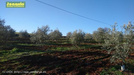 TERRENOS RUSTICOS EN BARRIADA DEL ÁNGEL - CORDOBA