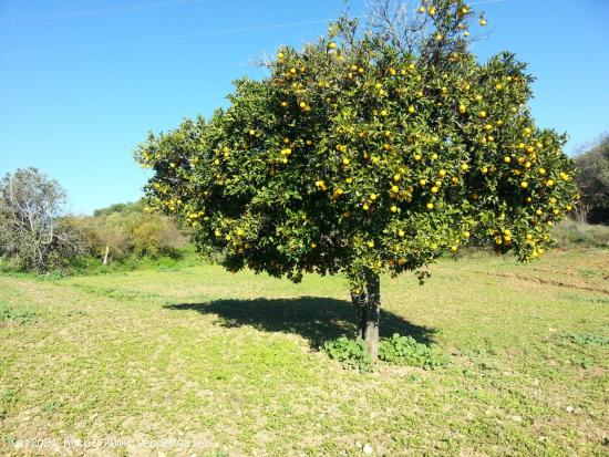 Se vende Finca (Suelo Urbanizable Sectorizado incluida en el PGOU) en Almodóvar del Río, Córdoba 