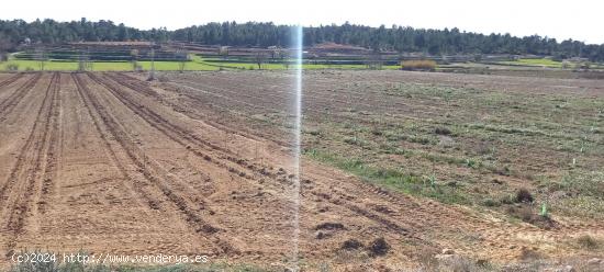  LOTE DE PARCELAS RUSTICAS DE PISTACHOS EN VENTA EN ALBOREA, ALBACETE - ALBACETE 